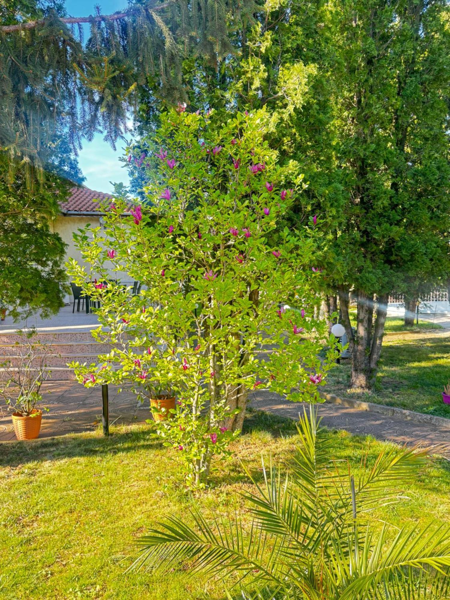 Motel International Berkovitsa Buitenkant foto